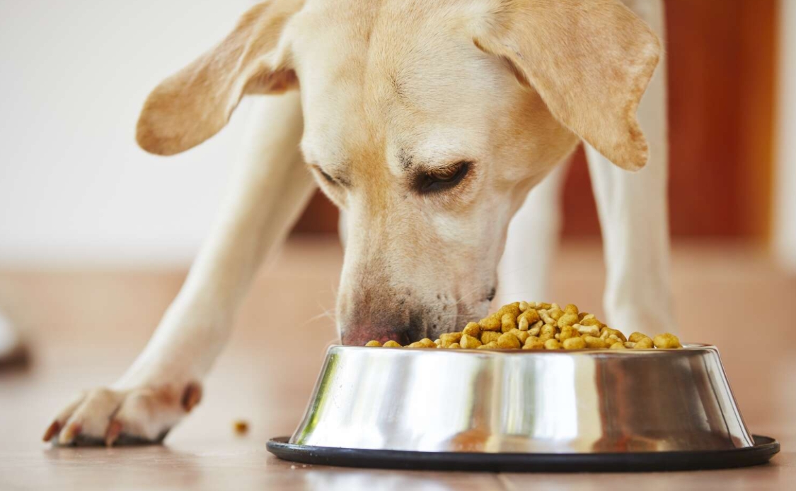 Dog Food Is Being Recalled Nationwide, Again